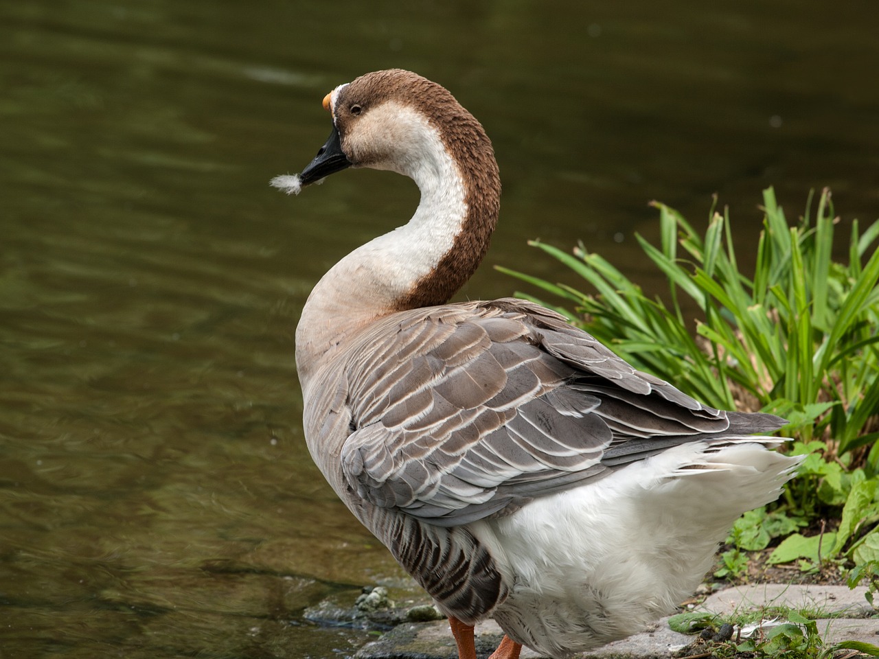 goose wild goose nature free photo