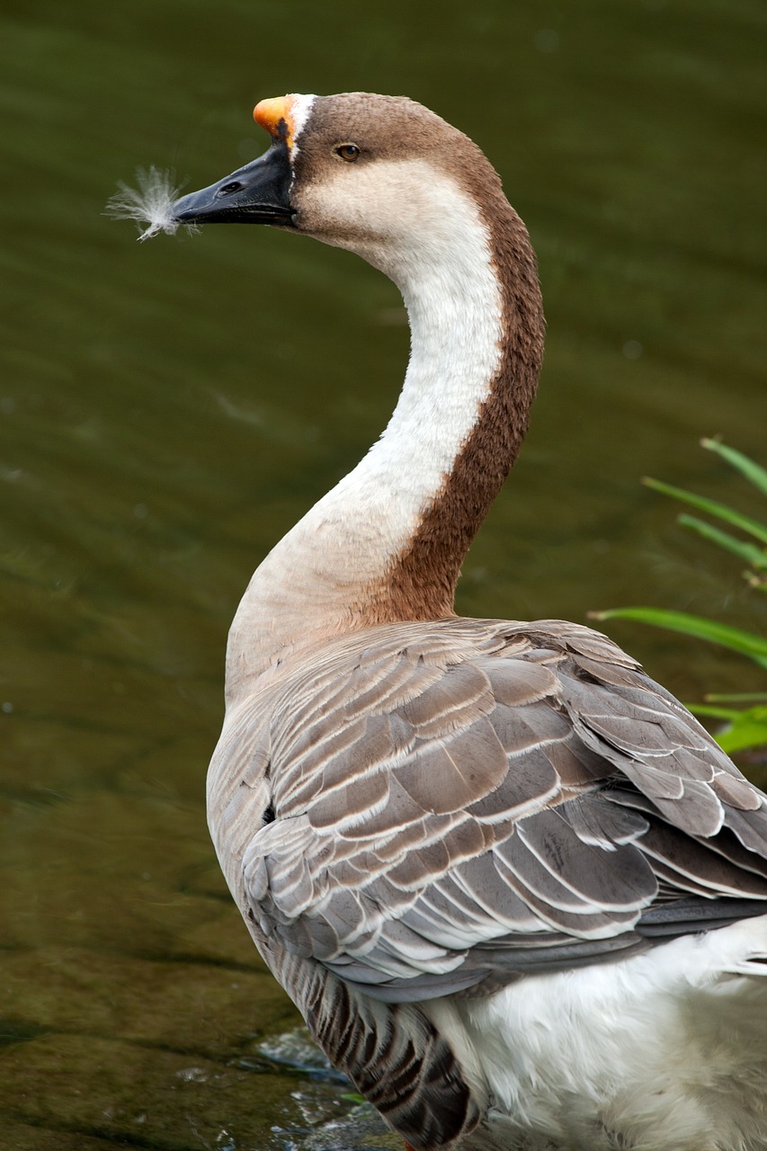 goose wild goose nature free photo