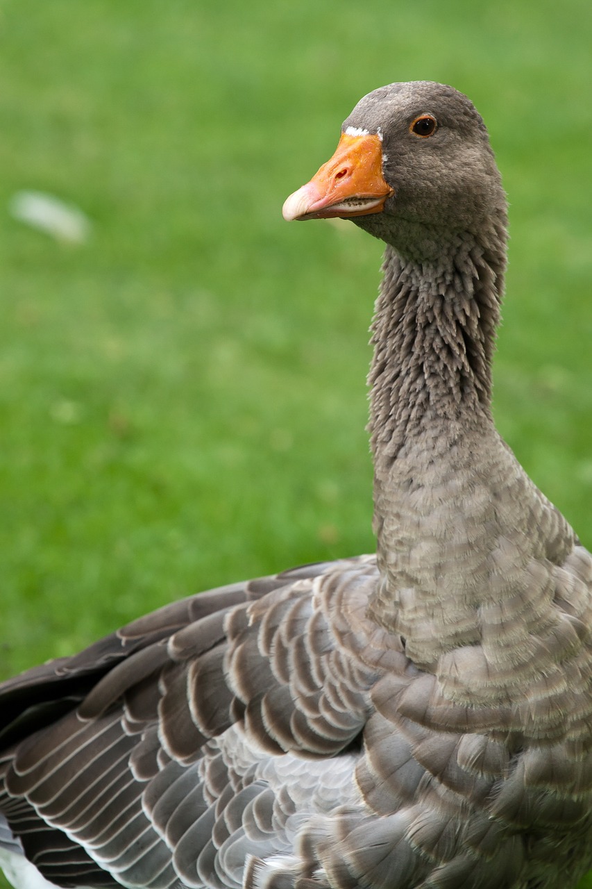 goose wild goose nature free photo