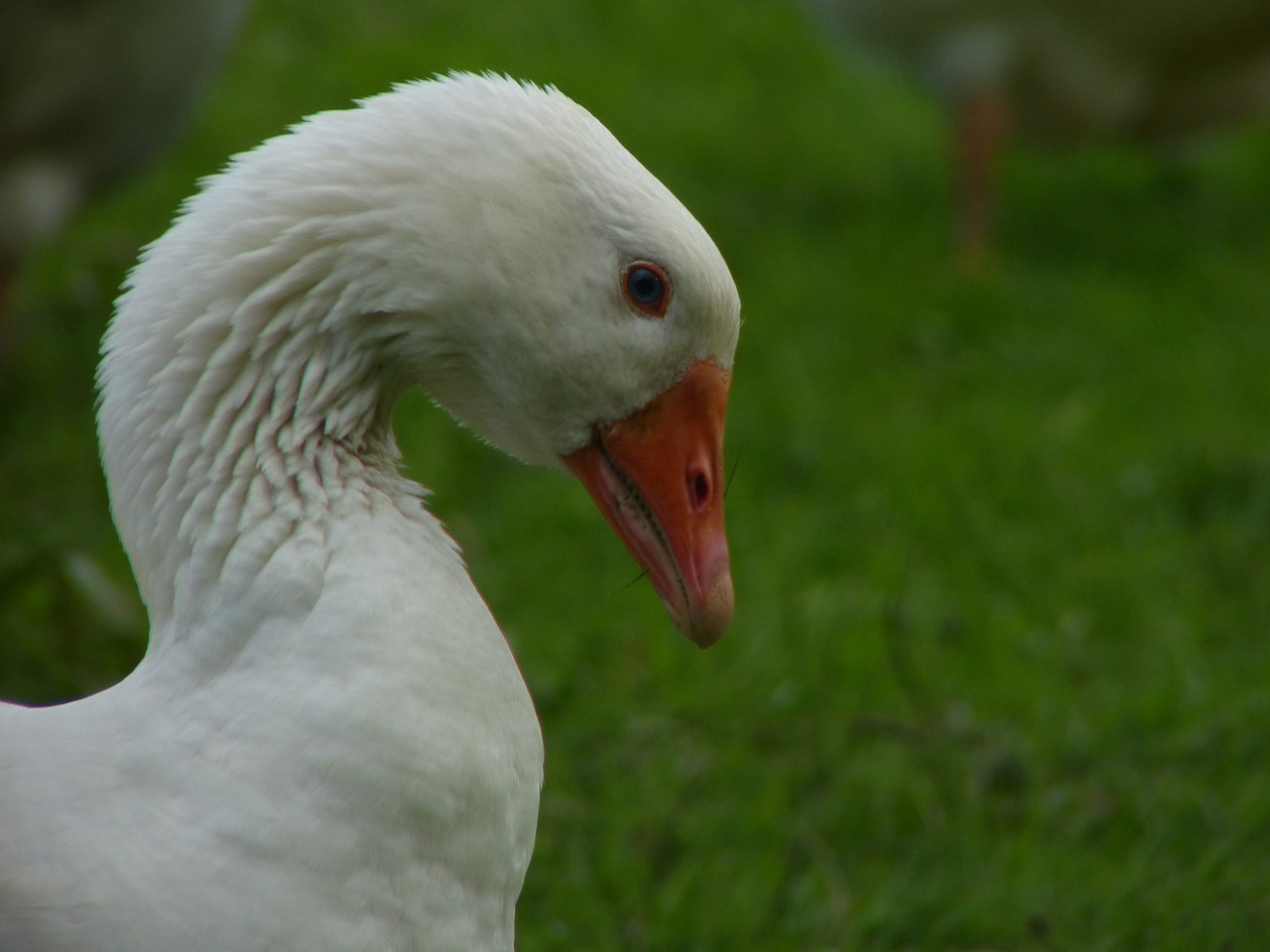 goose beak neck free photo