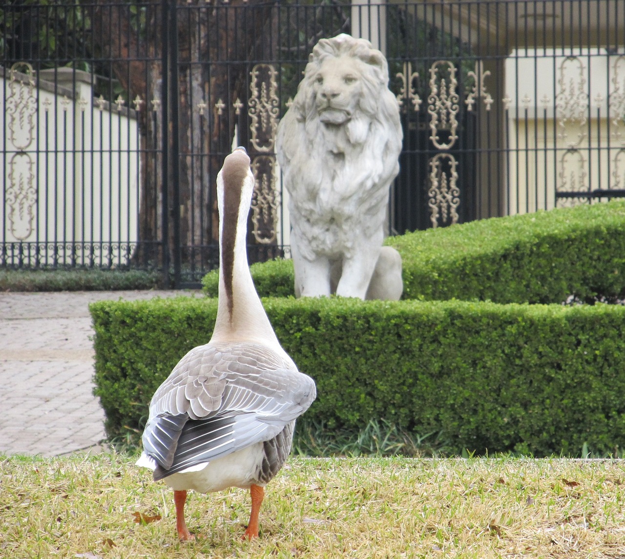 goose domestic swan lion free photo