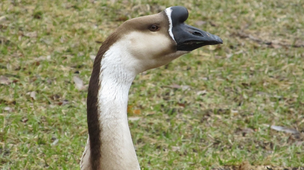 goose domestic swan neck free photo