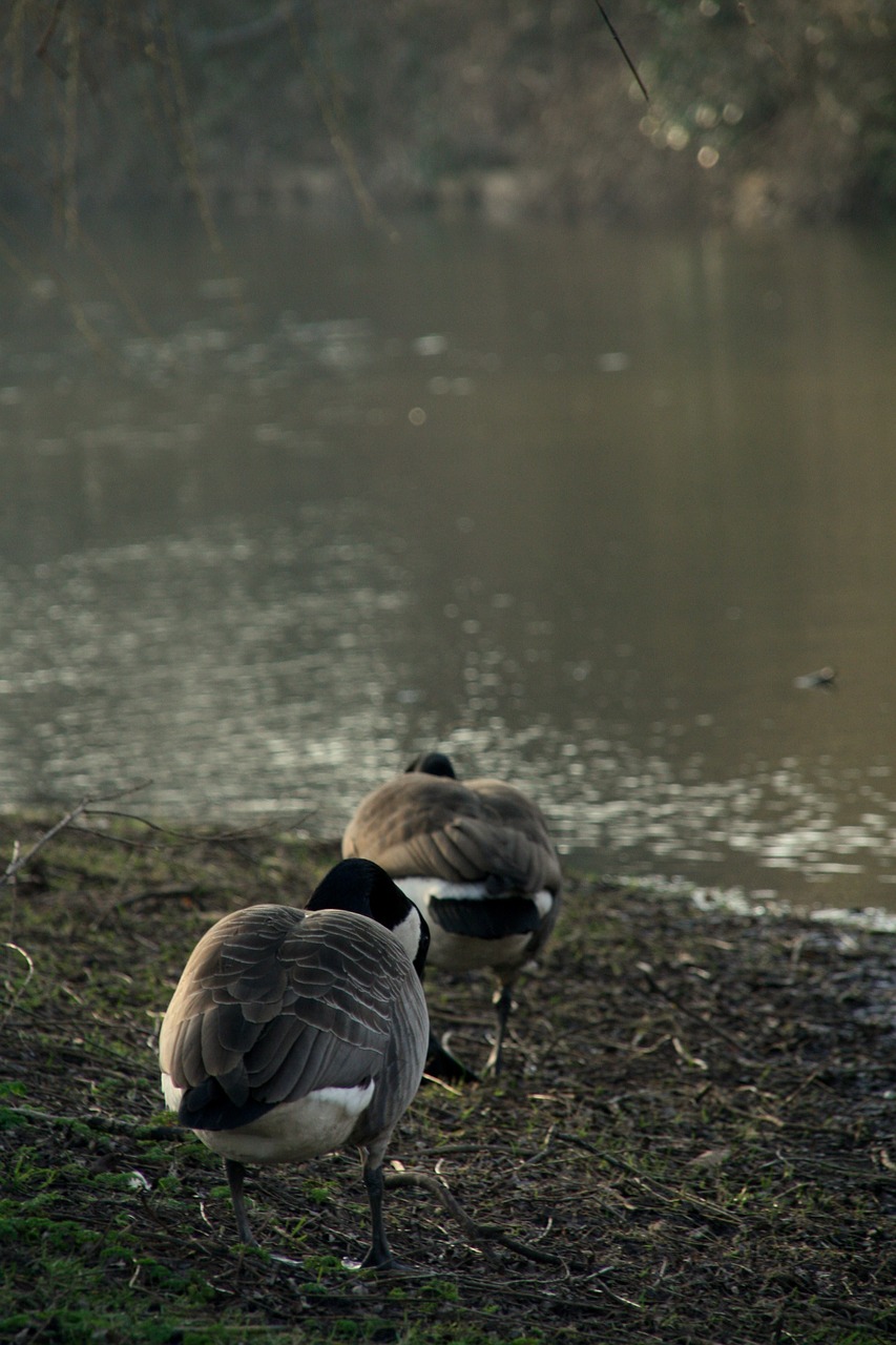 goose nature netherlands free photo