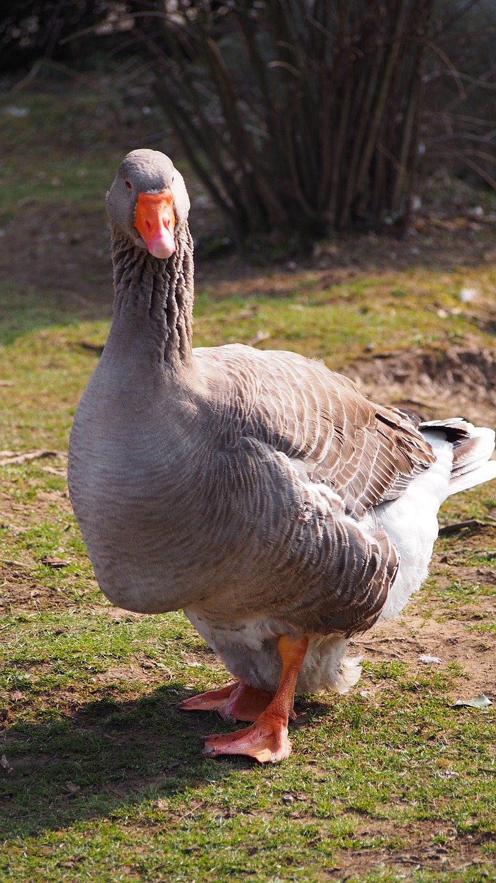 goose greylag goose gander free photo