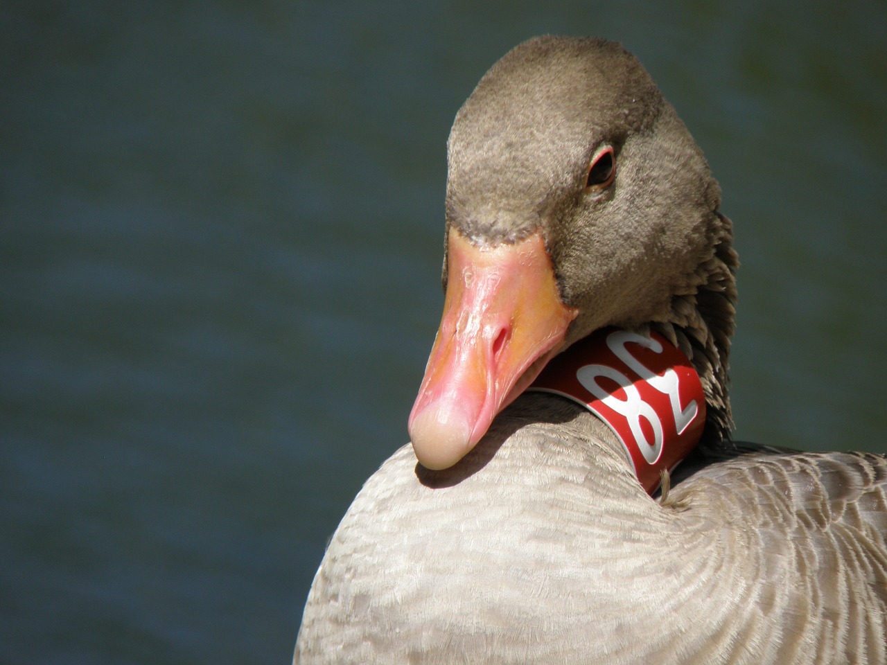 goose ring head free photo