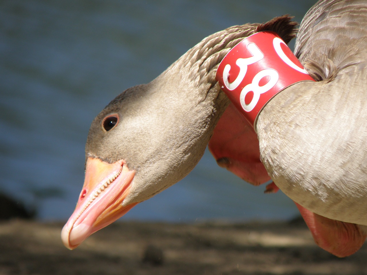 goose bird beak free photo