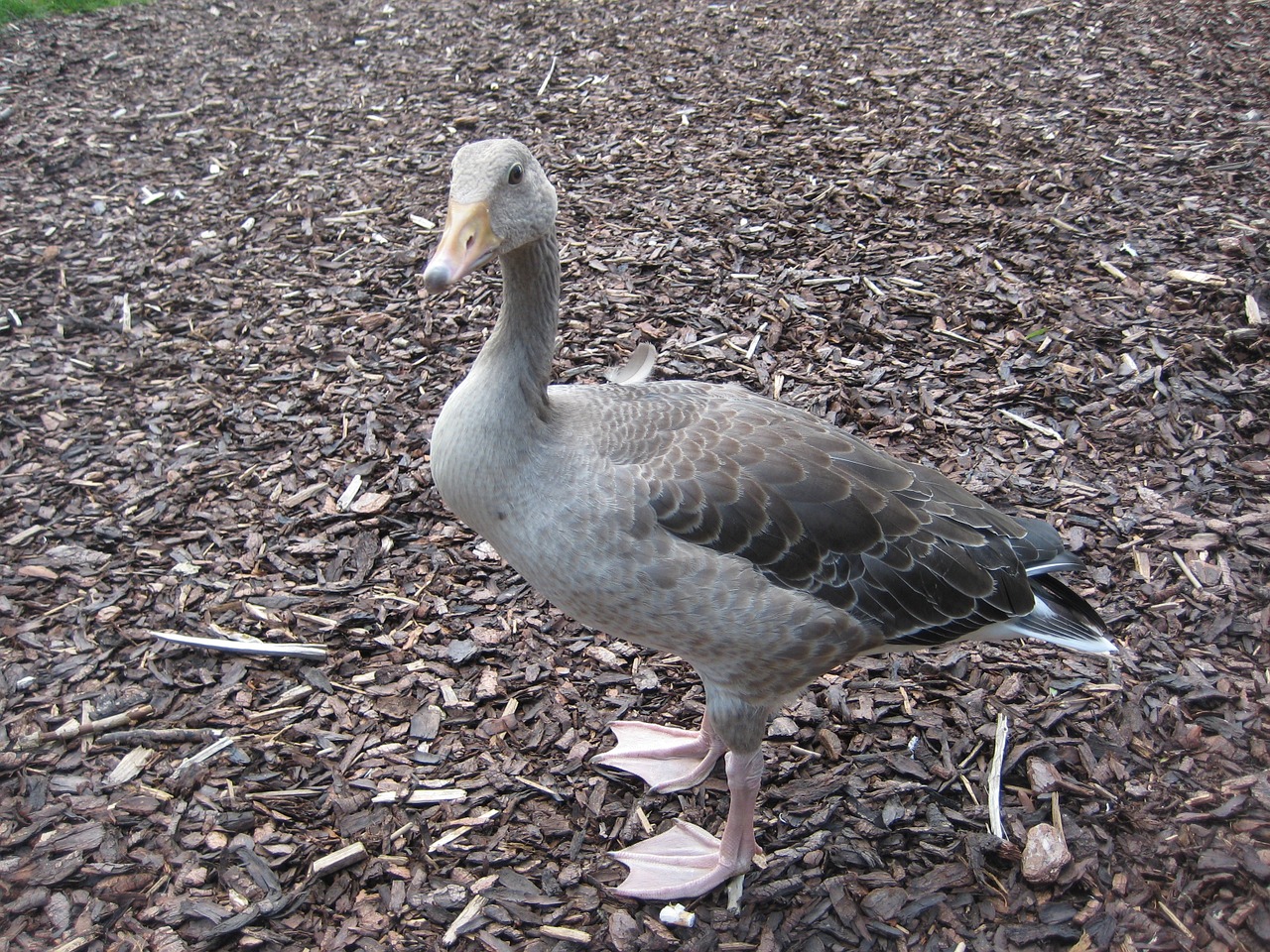 goose bird natural free photo