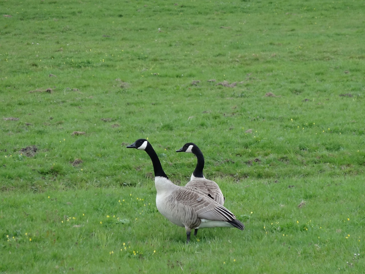 goose geese meadow bird free photo