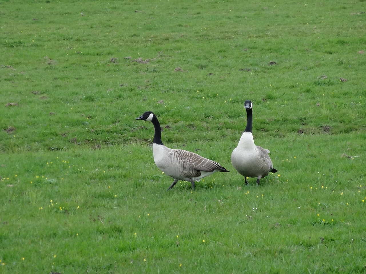 goose geese meadow bird free photo