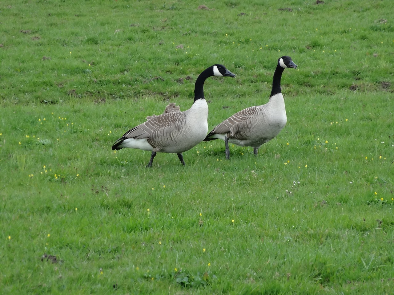 goose geese meadow bird free photo