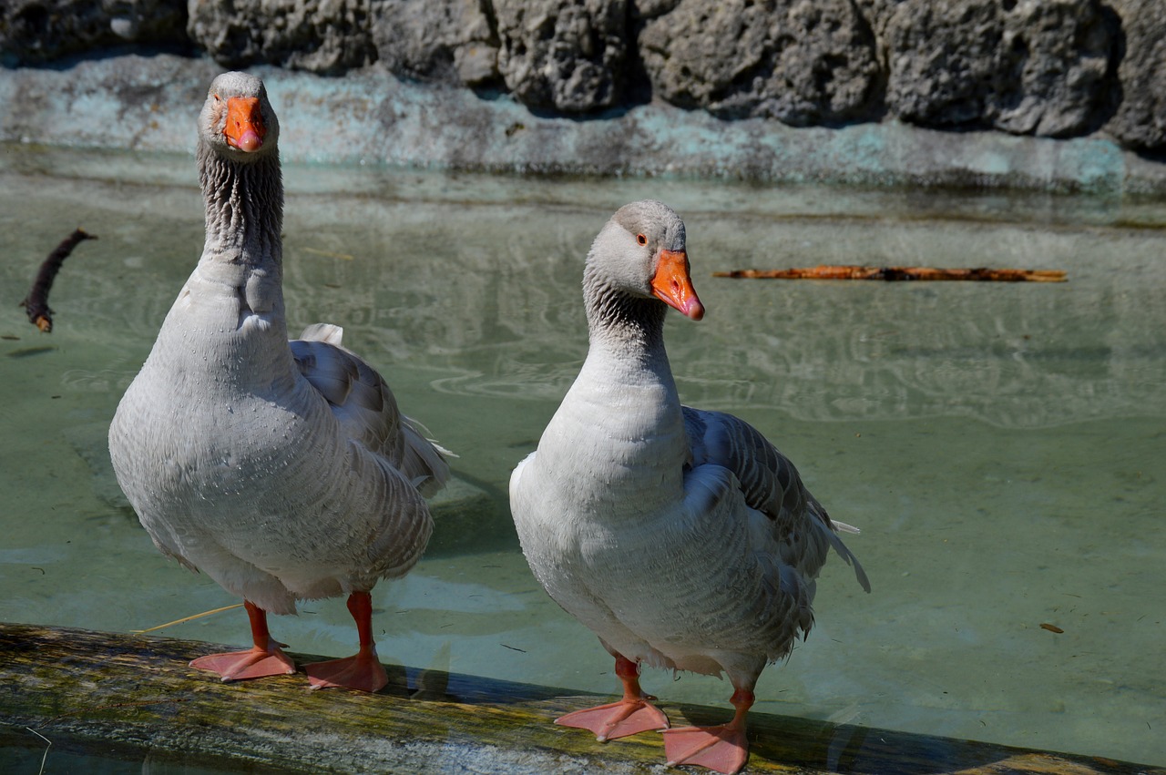 goose geese animal free photo