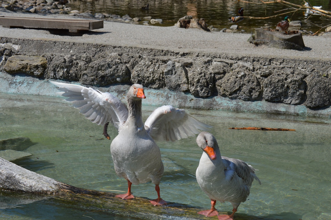 goose geese animal free photo