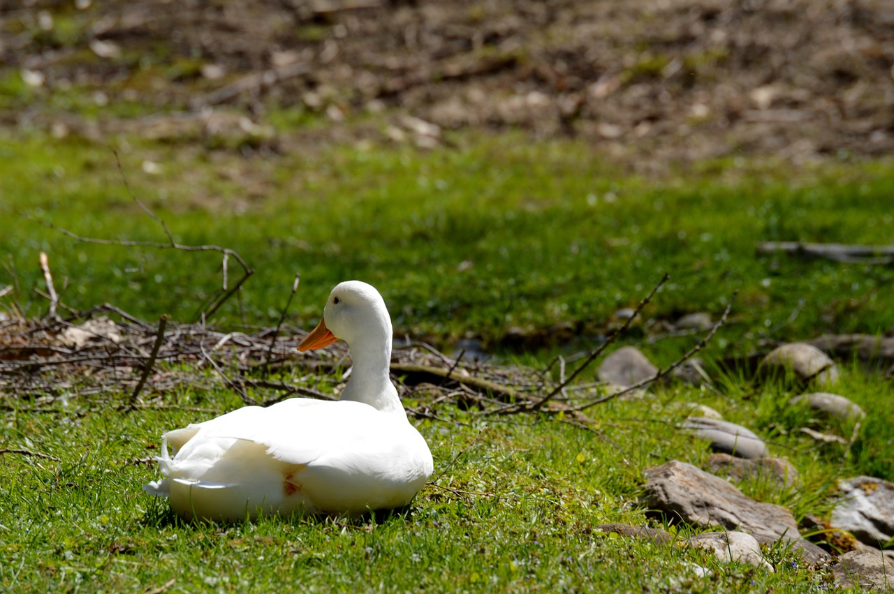 goose geese animal free photo