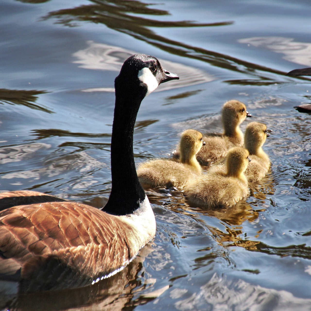 goose geese mother goose free photo