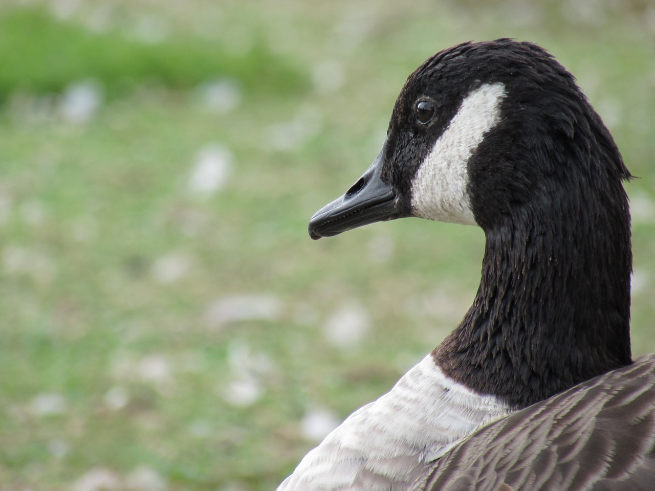 goose nature bird free photo