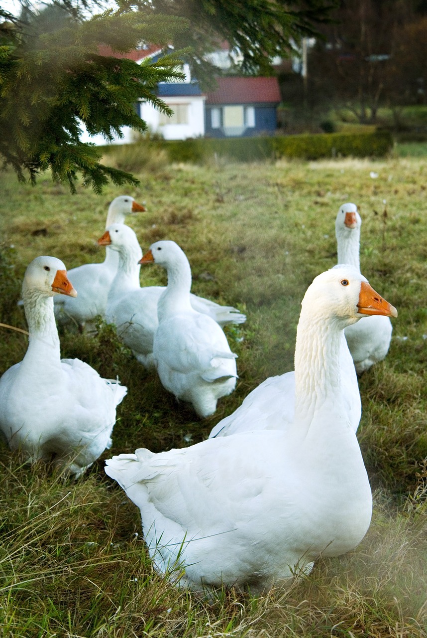 goose nature animal free photo