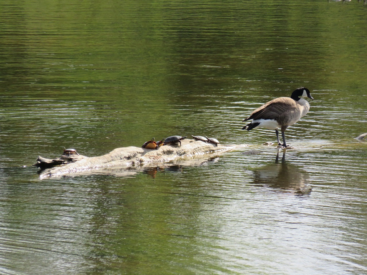 goose canada goose turtle free photo