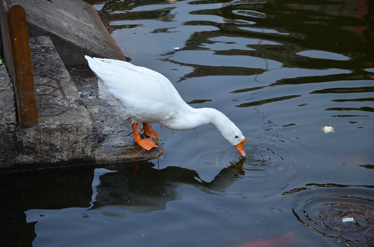 goose animals drink animal free photo