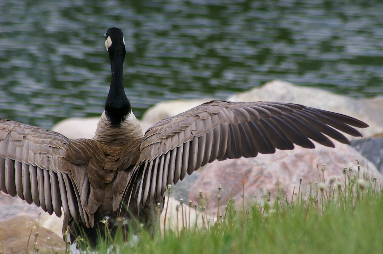 goose canada water free photo