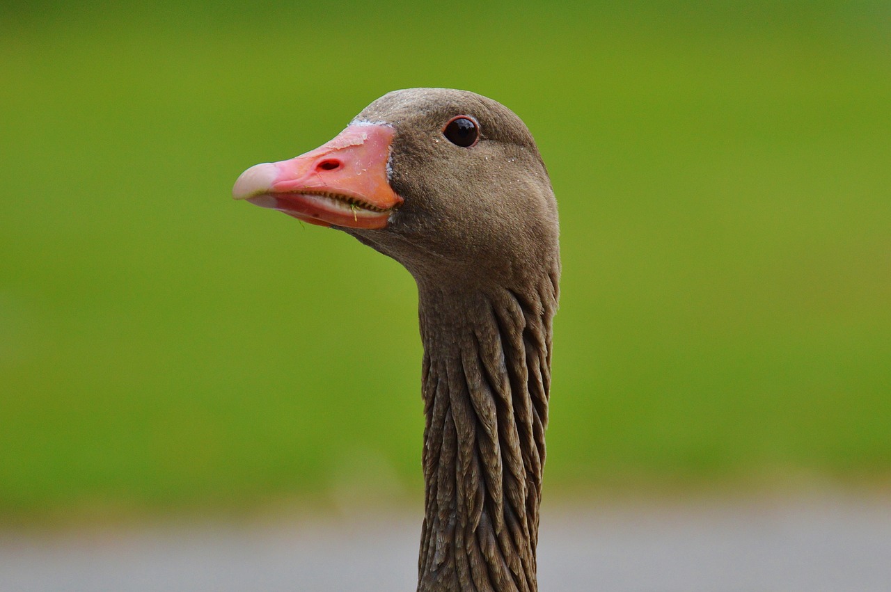 goose bird feather free photo