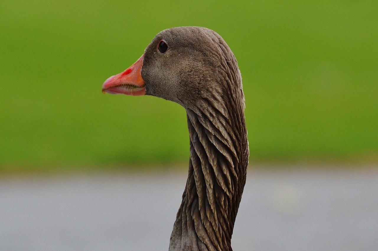 goose bird feather free photo