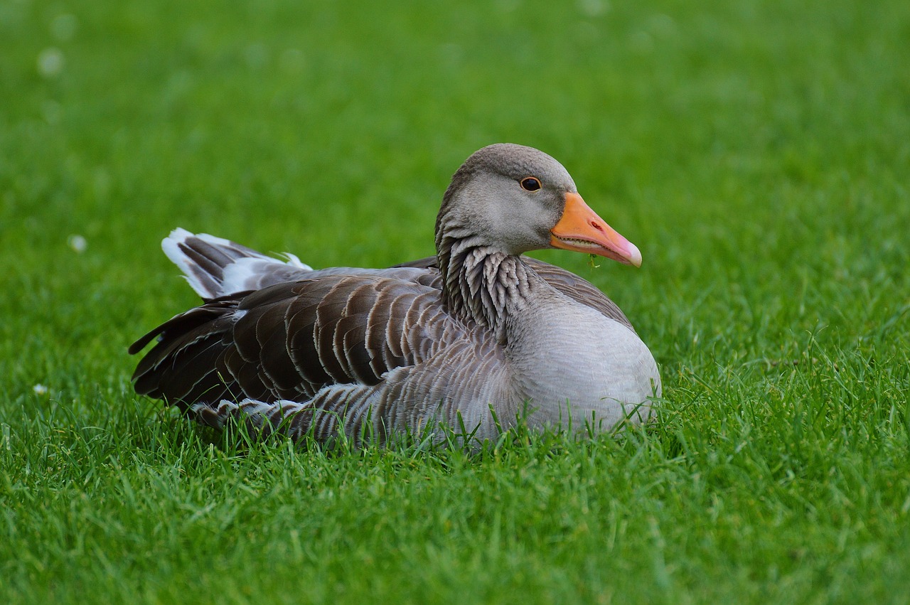 goose bird feather free photo