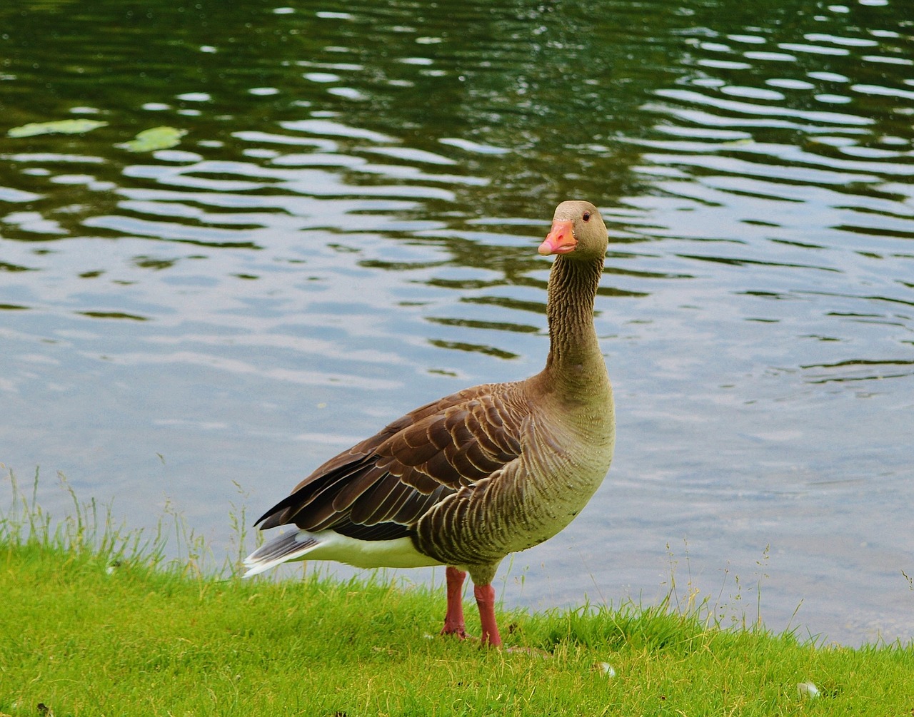 goose bird feather free photo