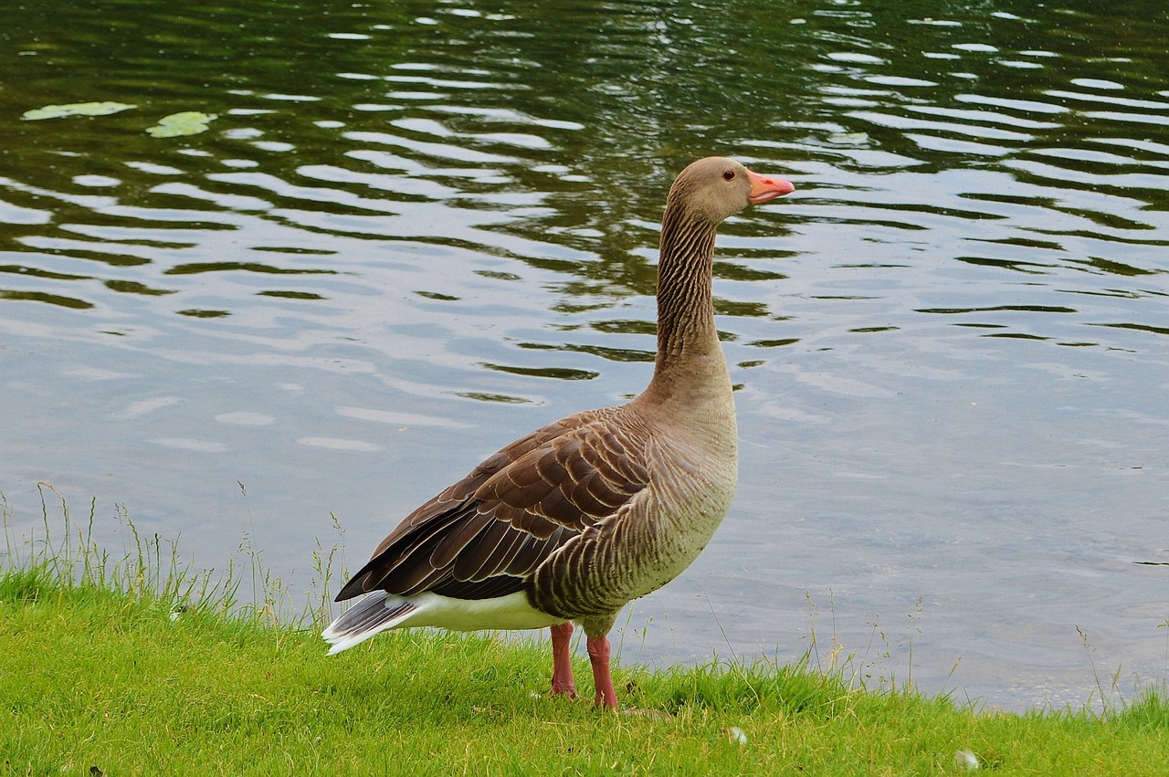 goose bird feather free photo