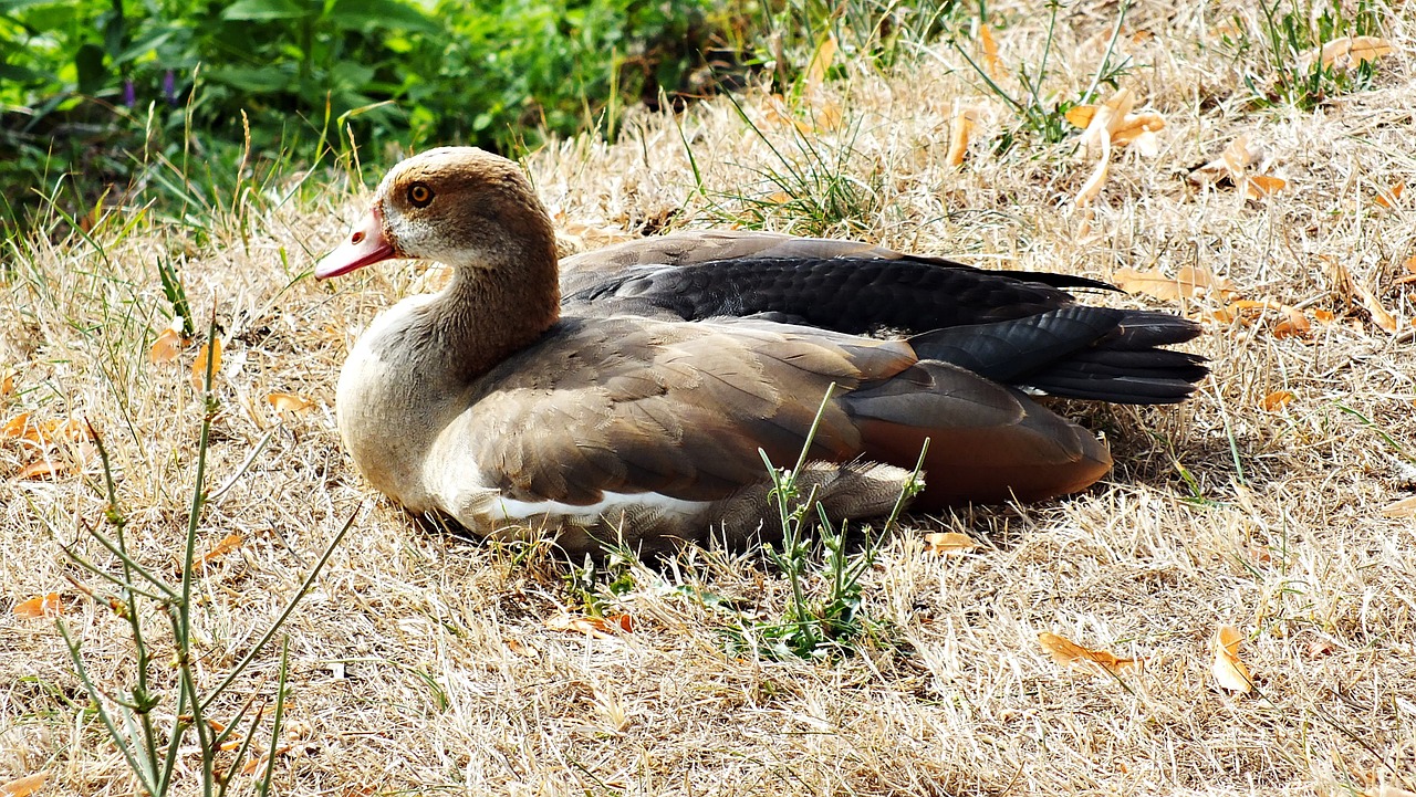 goose egypt nature free photo