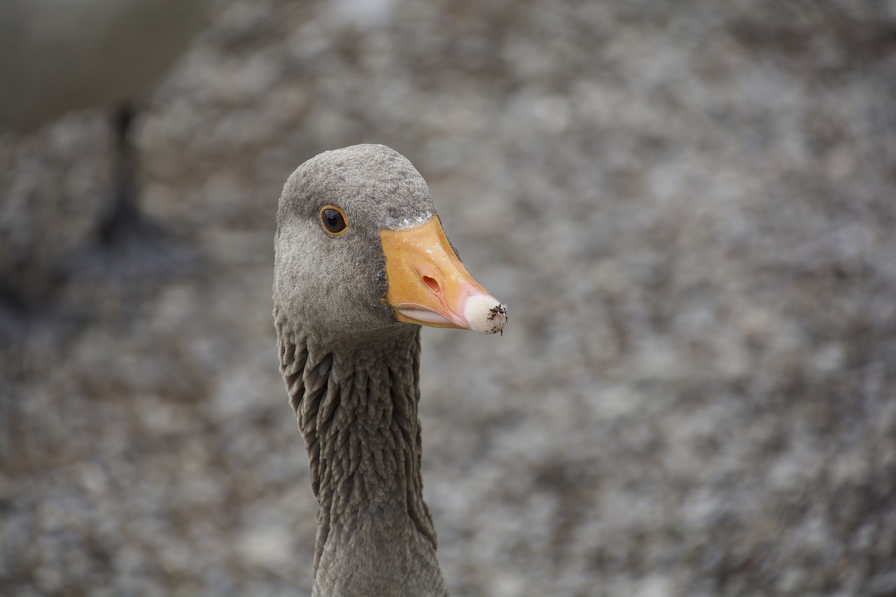 goose beak stare free photo