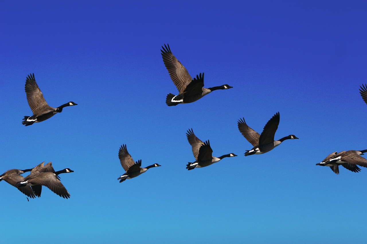 goose flock bird free photo