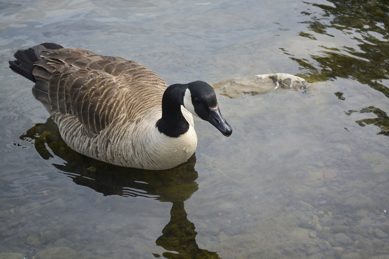 goose bird animal free photo