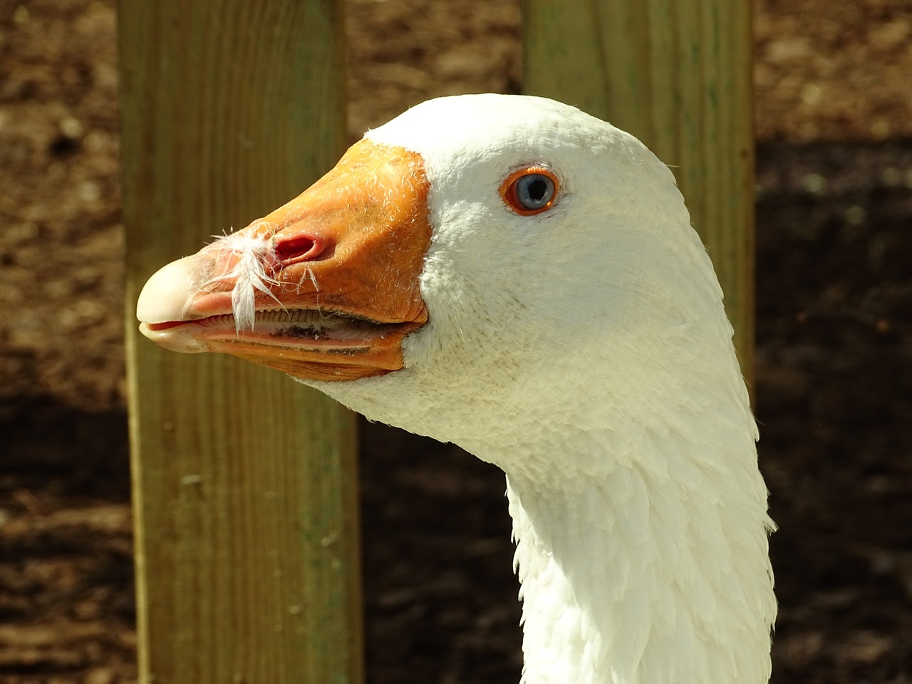 goose animals poultry free photo