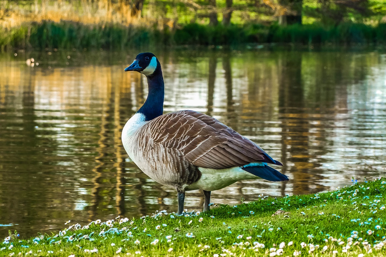 goose nature water free photo