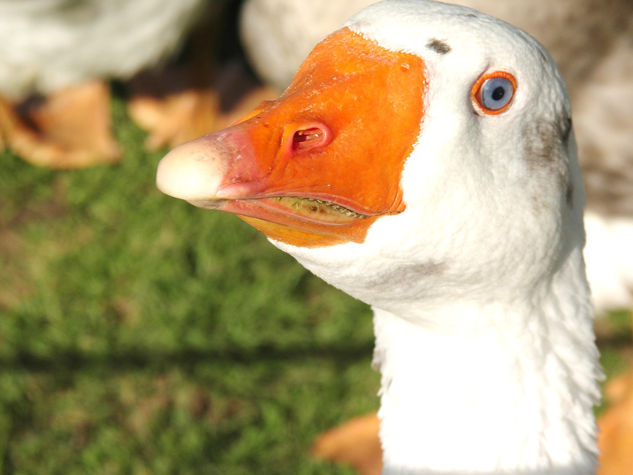 goose animal poultry free photo