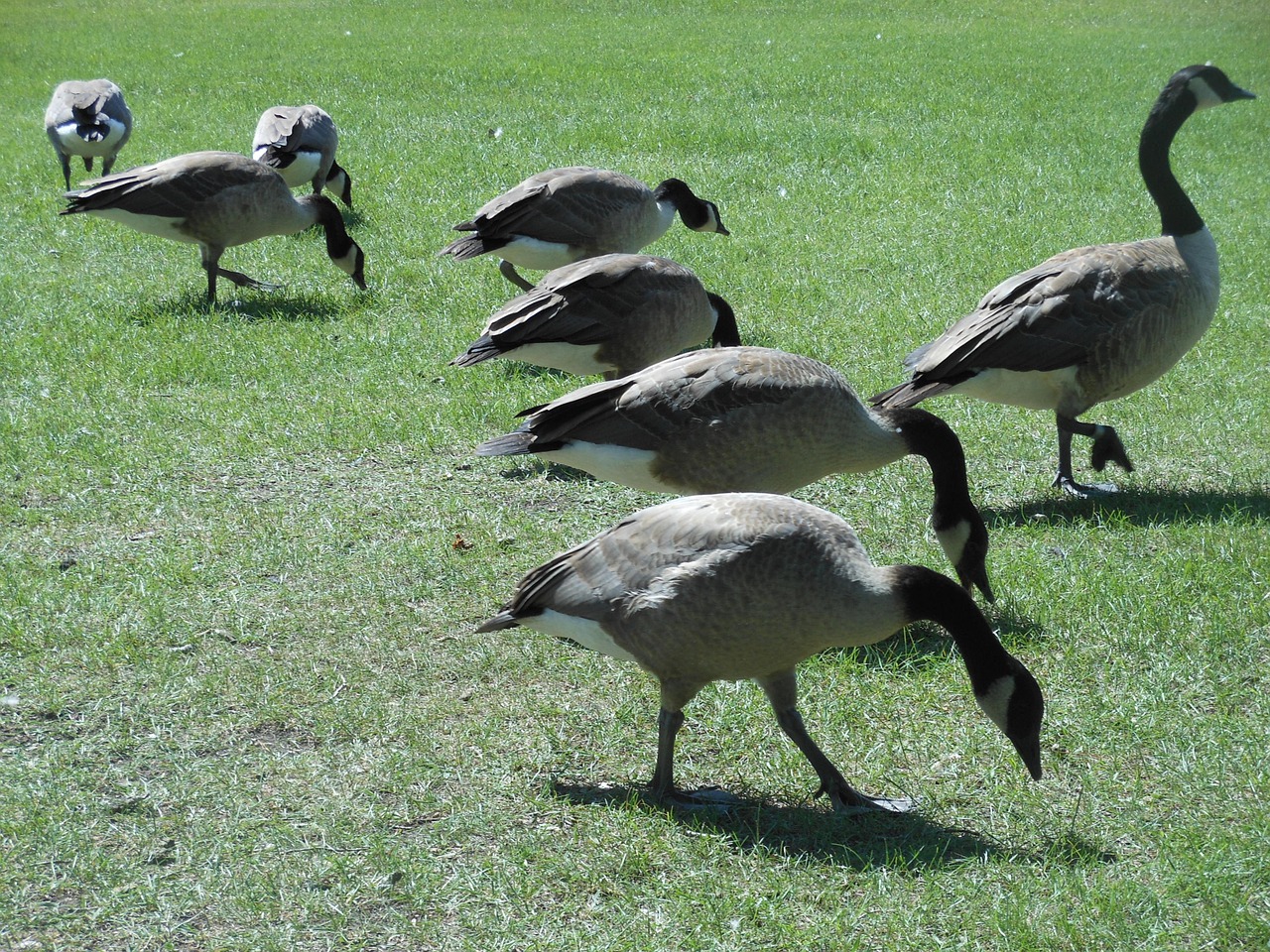 goose bird wild goose free photo