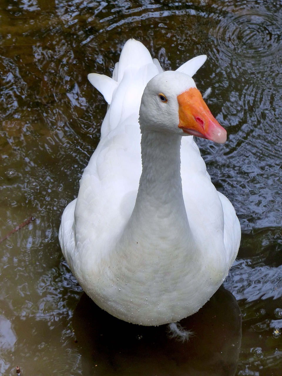 goose lake white free photo