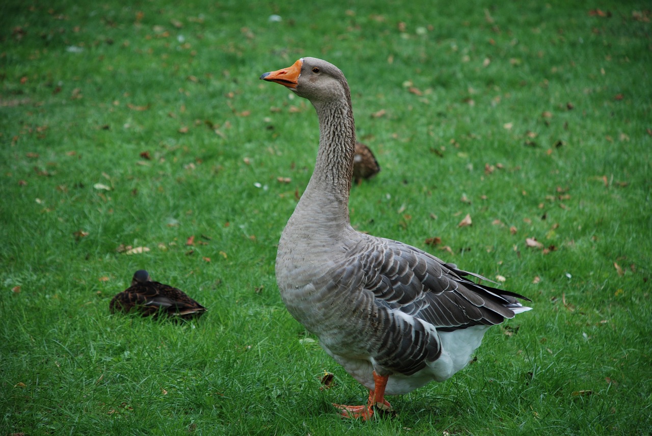 goose meadow bird free photo