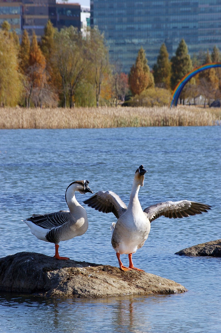 goose stretching morning free photo