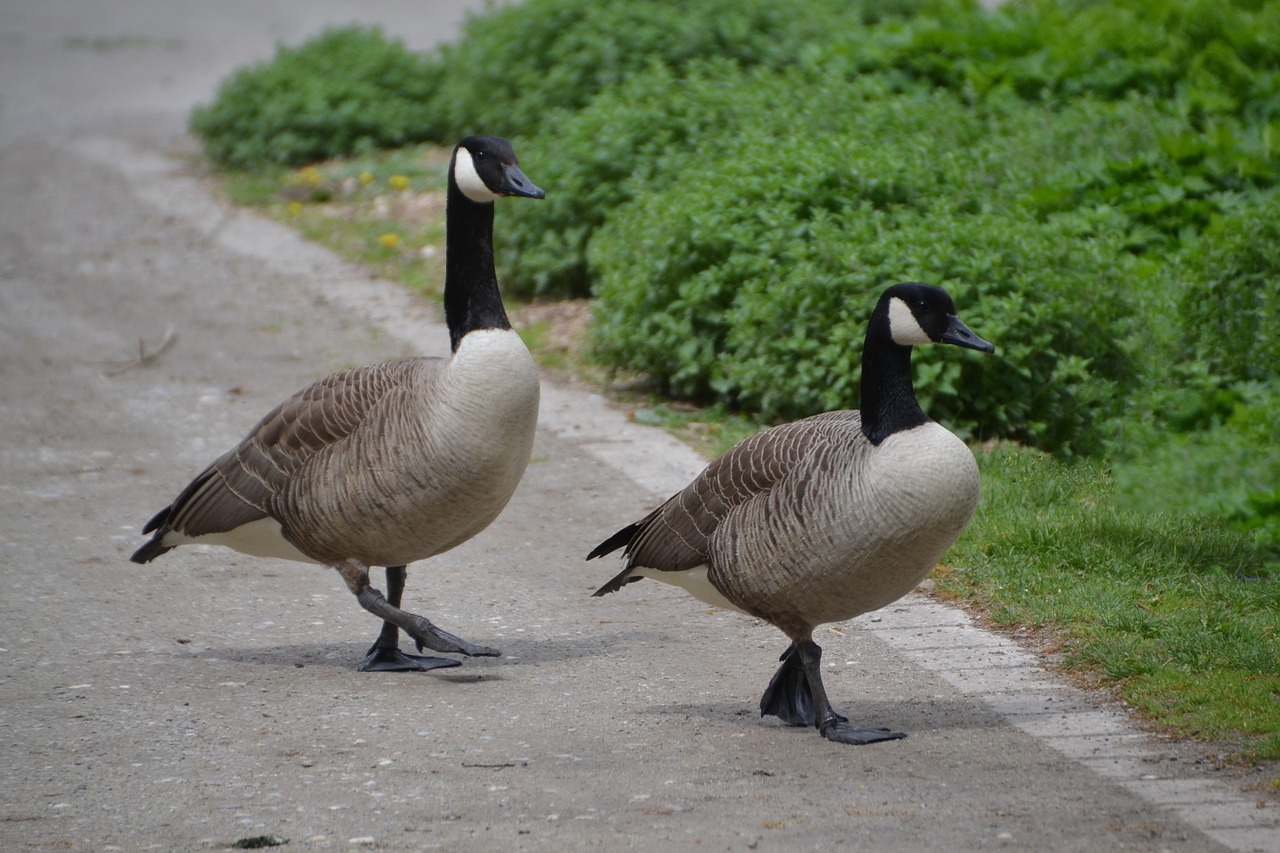 goose bird wild geese free photo