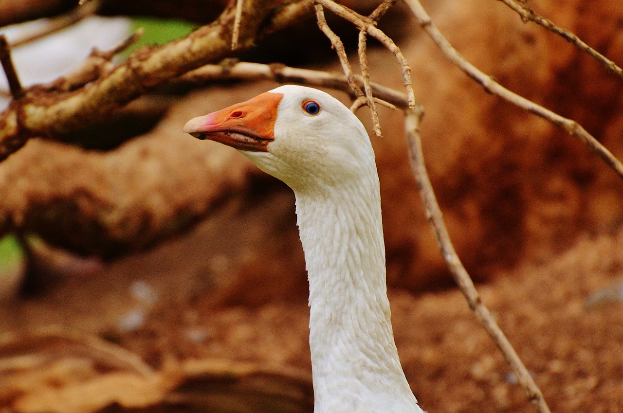 goose white cute free photo