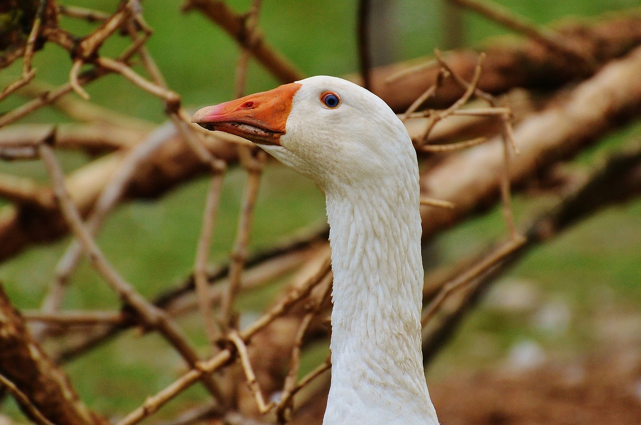 goose white cute free photo