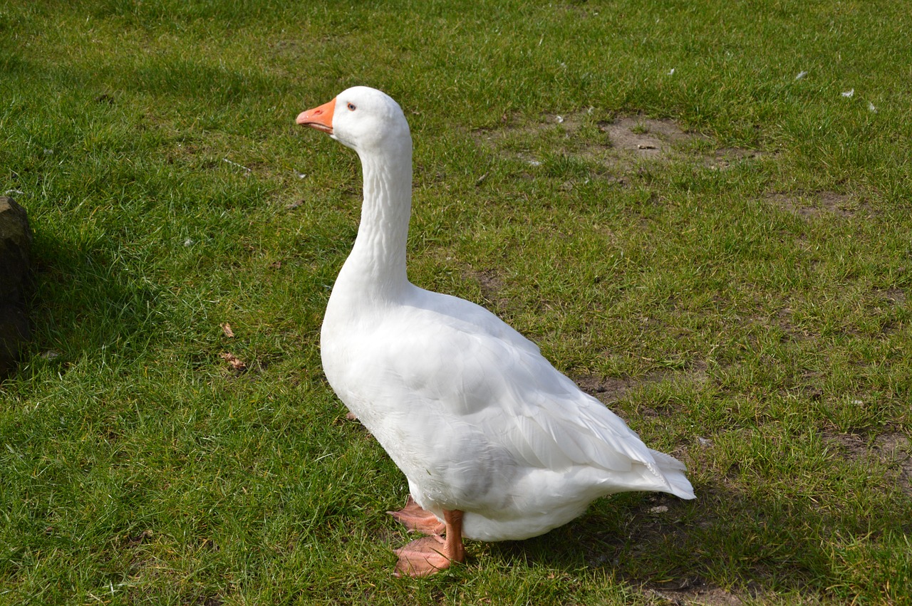 goose meadow country life free photo