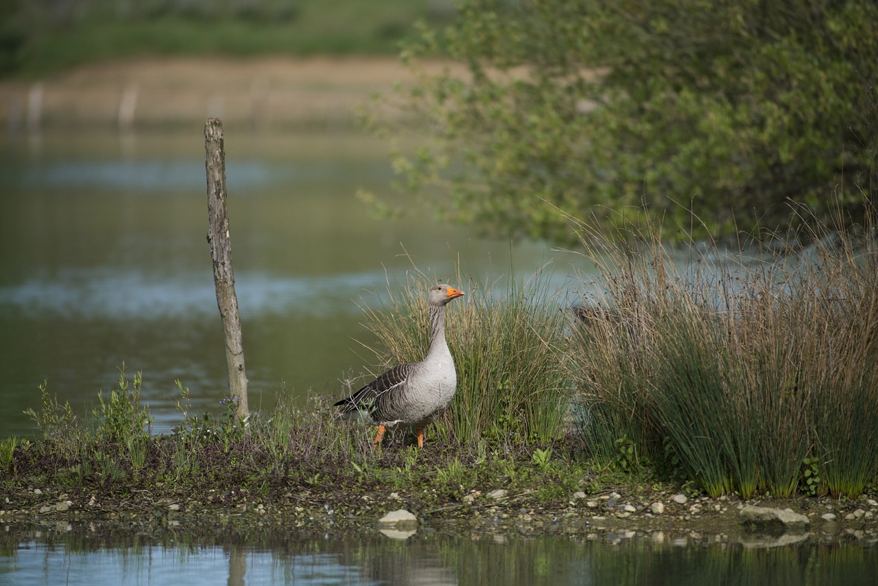 goose ashy animals birds free photo