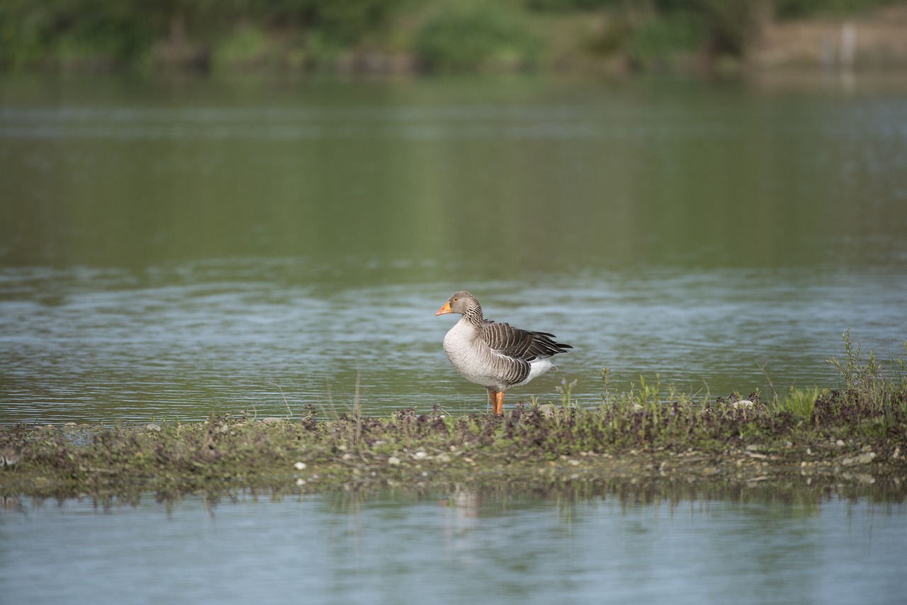 goose ashy bird pond free photo