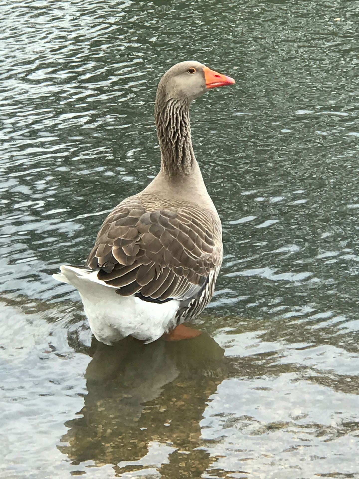 goose park pond free photo