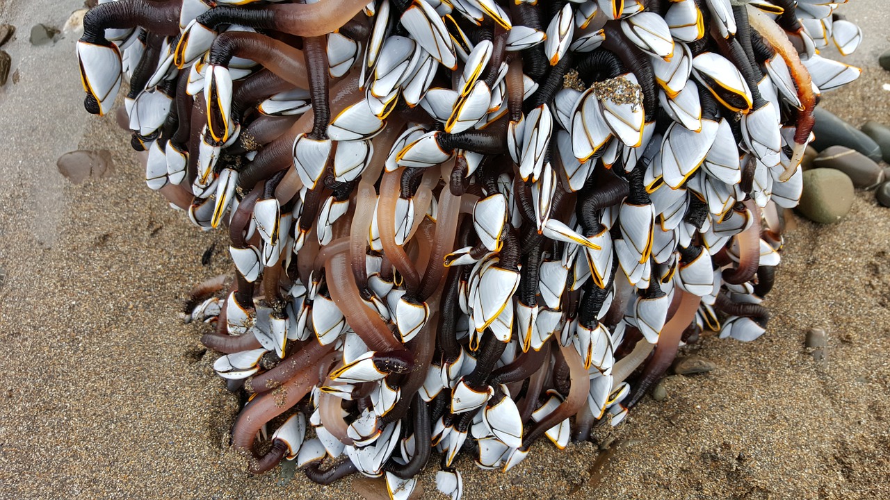 goose barnacles barnacle sea free photo