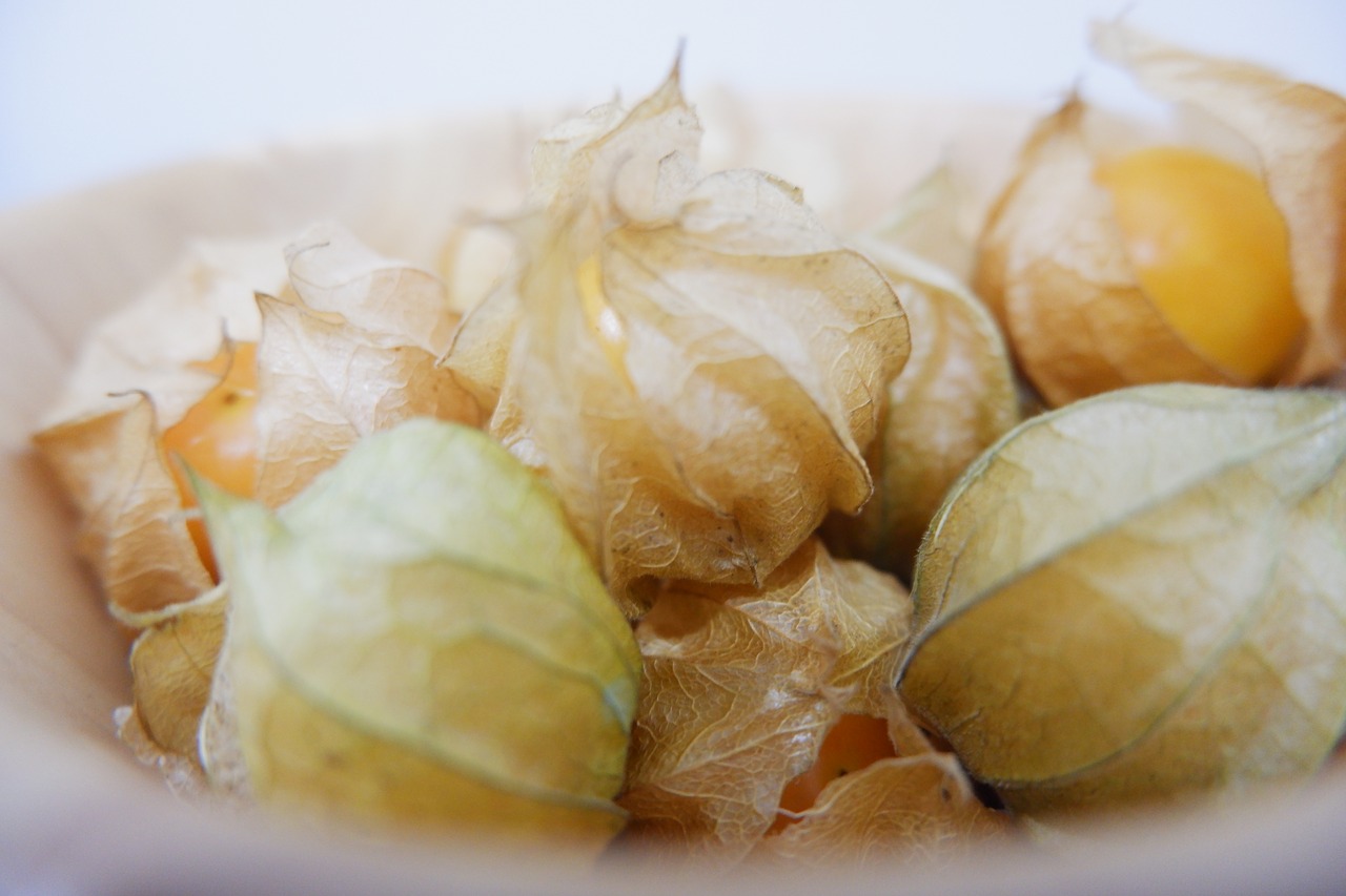 goose berry  cape goose berries  cape gooseberry free photo