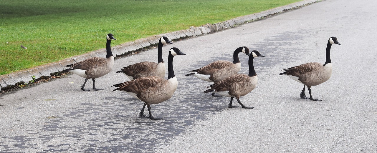 goose crossing gaggle of geese canada goose free photo