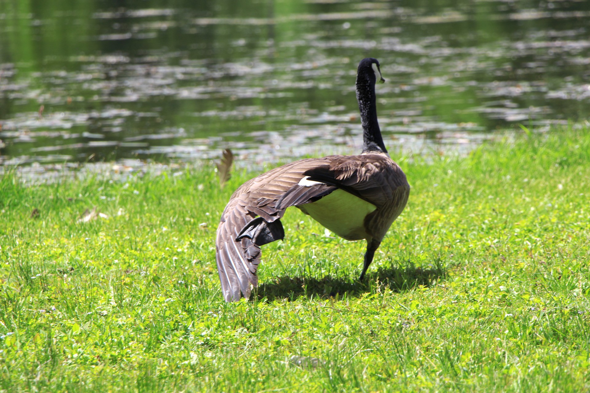 goose canadian goose feathers free photo